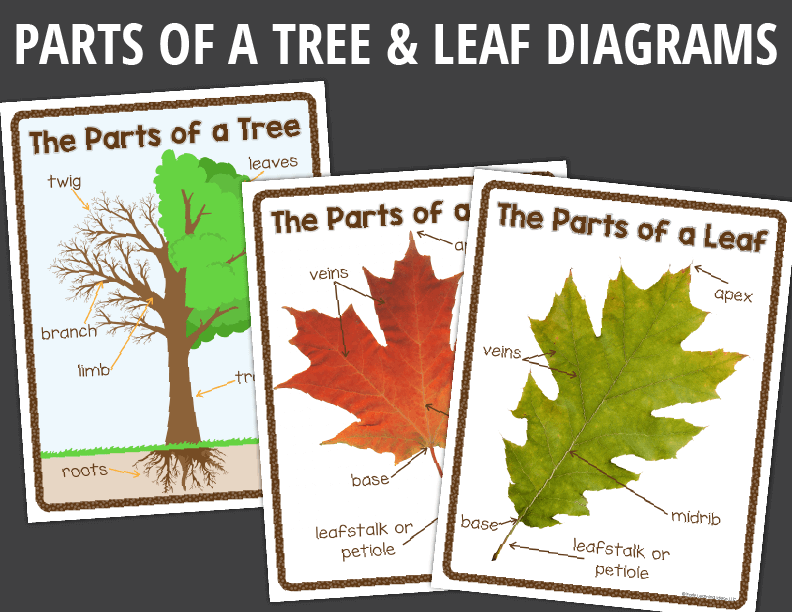 Leaf Investigation Activities