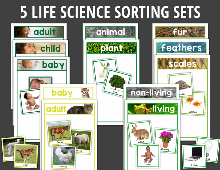 Life Science Sorting Activities for Preschool & PreK – Early Learning Ideas
