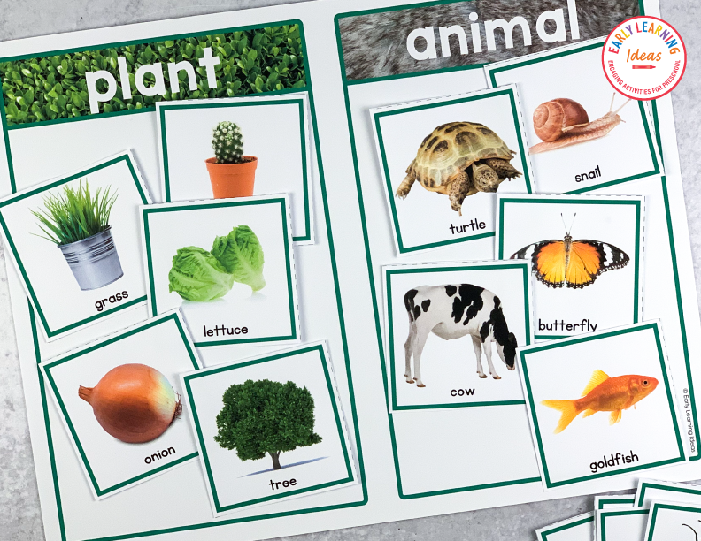 Everyday Science Sorting Activity Bundle