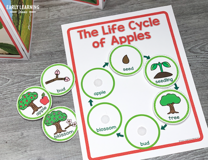 Apple Science Activities for Preschool & PreK : An Apples Investigation