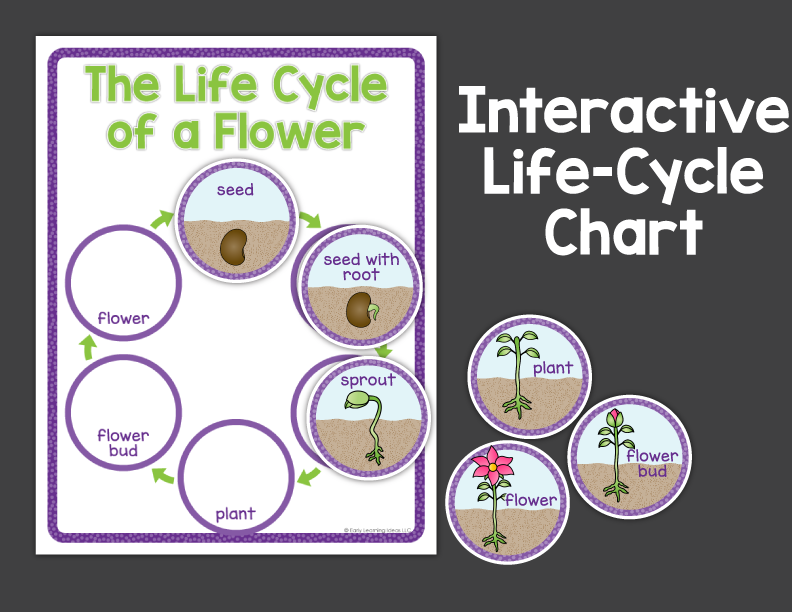 Flower Science Investigation Activities for Preschool