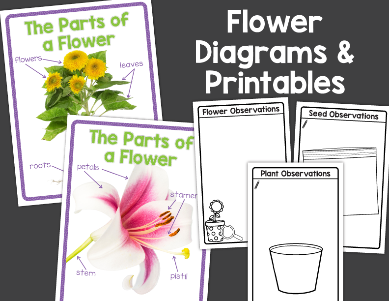 Flower Science Investigation Activities for Preschool