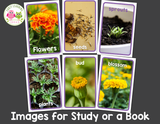 Flower Science Investigation Activities for Preschool