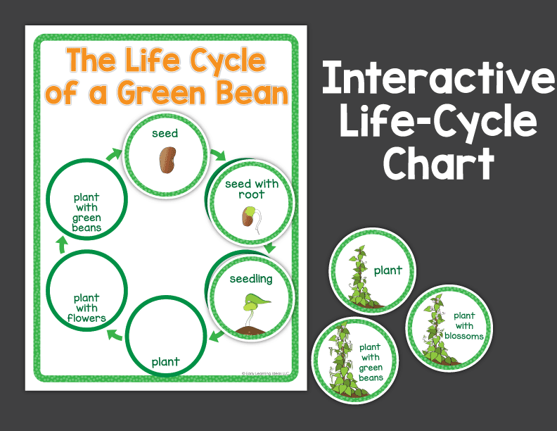 Plants & Seeds Science for Preschool & Pre-k | Green Bean Investigation