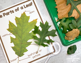 Leaf Investigation Activities