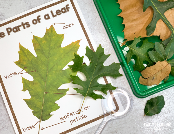 Leaf Investigation Activities – Early Learning Ideas