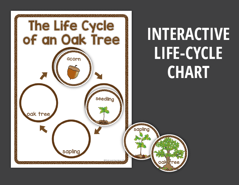 Leaf Investigation Activities