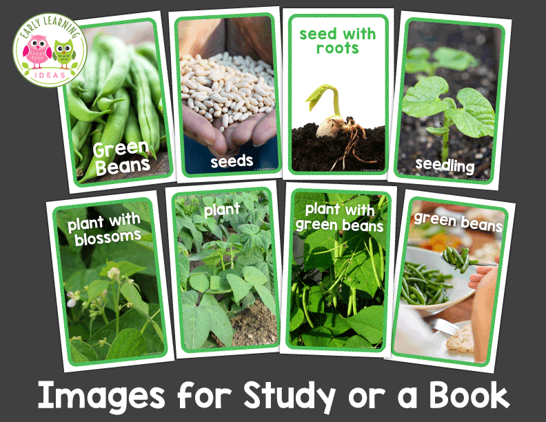 Plants & Seeds Science for Preschool & Pre-k | Green Bean Investigation