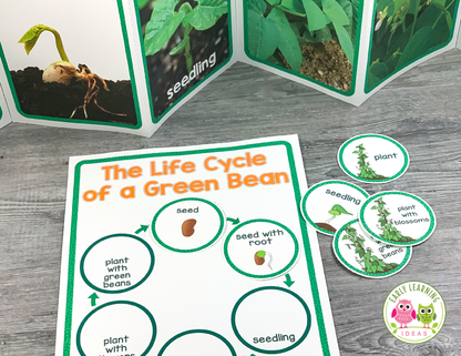 Plants & Seeds Science for Preschool & Pre-k | Green Bean Investigation