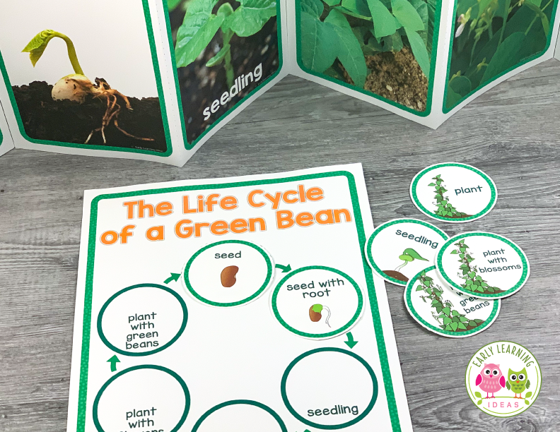 Plants & Seeds Science for Preschool & Pre-k | Green Bean Investigatio ...