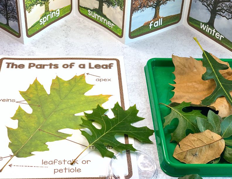 Science Investigation Bundle – Early Learning Ideas